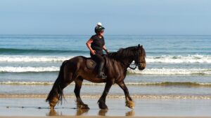 A chocolate dun Irish cob horse walking along the sunny shoreline of an Irish beach